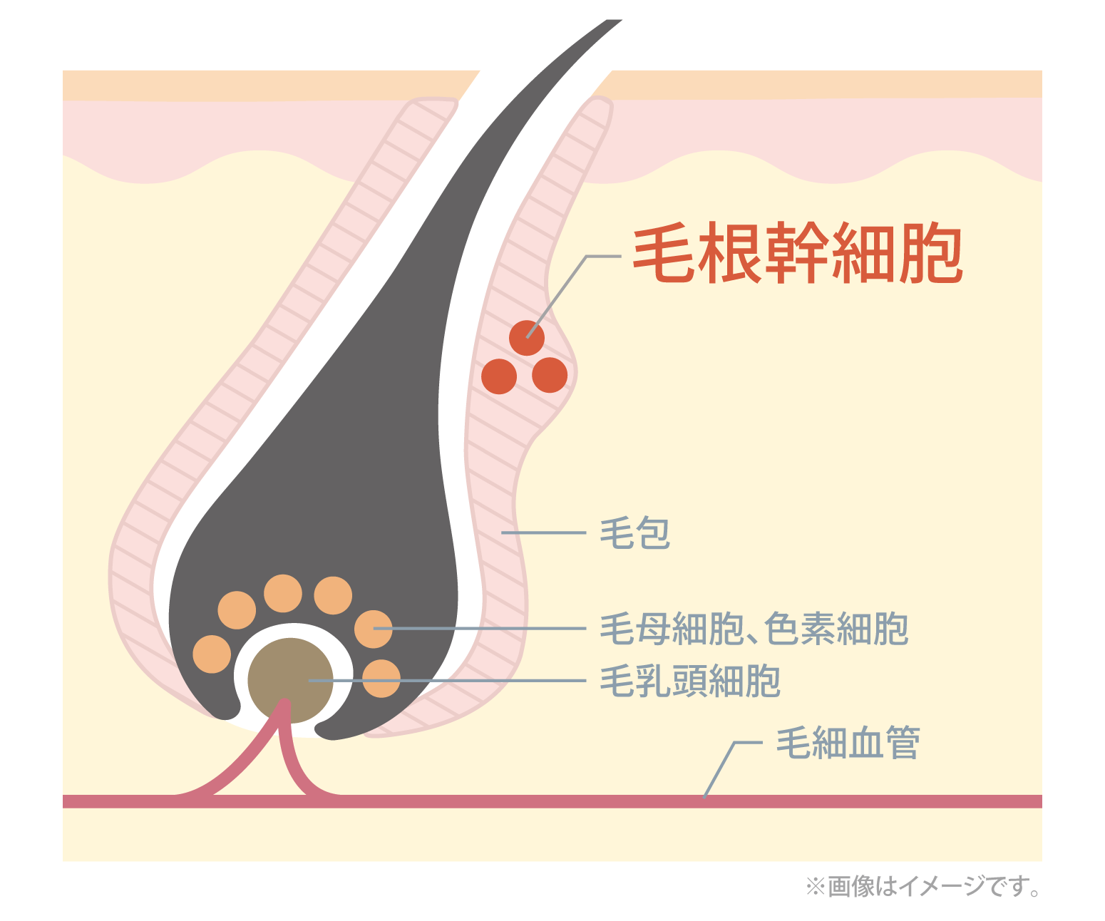 毛頭での各細胞