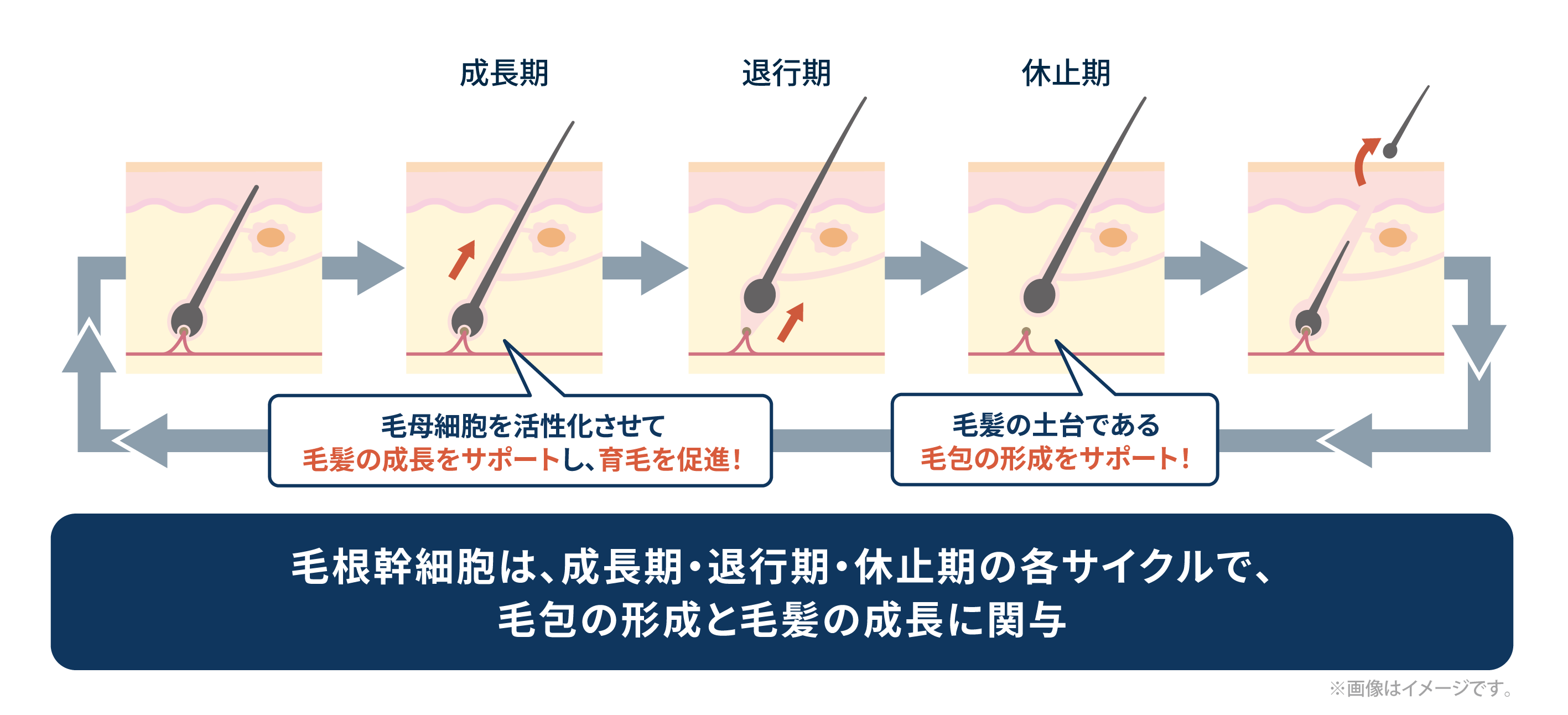 ヘアサイクルにおける毛根幹細胞の働き